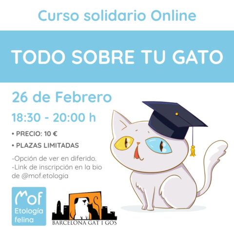 Formato publicacion