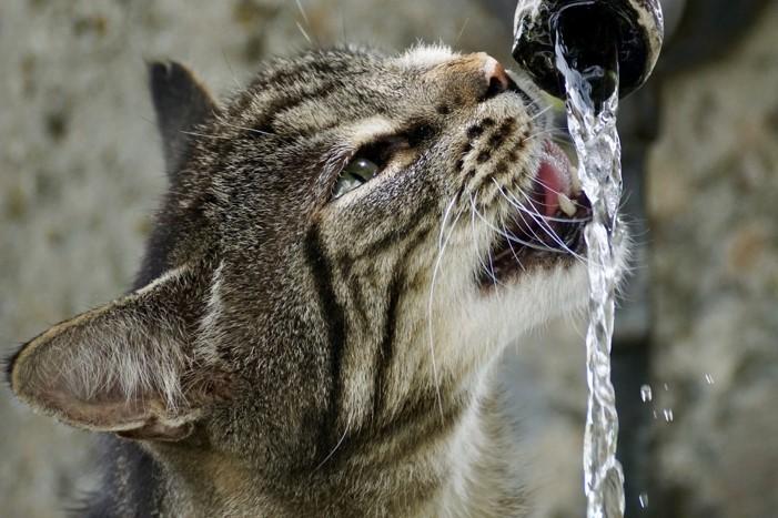Els dilluns a el sol: Consells i precaucions perquè el teu gat gaudeixi de la calor sense riscos 1 gatagua 1