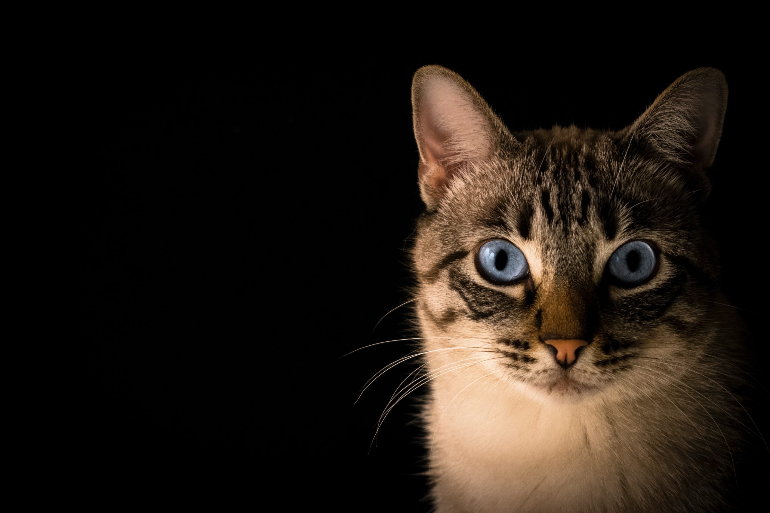 Per què el meu gat necessita antiparasitaris encara que no surti de casa? 1 pacto visual cWOzOnSoh6Q unsplash scaled 1